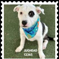 Thumbnail photo of JUGHEAD #1