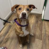 Thumbnail photo of Nala #1