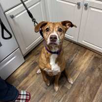 Thumbnail photo of Nala #4