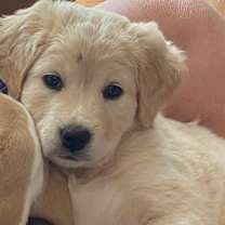 Thumbnail photo of Jezebel Lilly Belle Pup #3