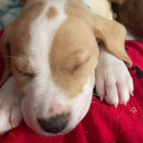 Thumbnail photo of Mirabel Lilly Belle Pup #4