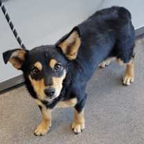 Thumbnail photo of Pancho #2