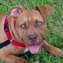 Thumbnail photo of Puppy Scrappy #2