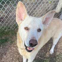 Thumbnail photo of Beau #4