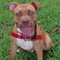 Thumbnail photo of Puppy Scrappy #4