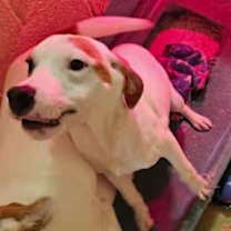 Thumbnail photo of Linus #3