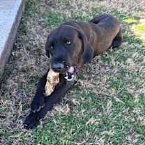 Thumbnail photo of Otis #3