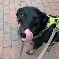 Thumbnail photo of Jett #2