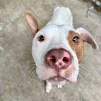 Thumbnail photo of Rascal #4