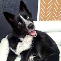 Thumbnail photo of Pierce #2