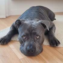 Thumbnail photo of obi #2