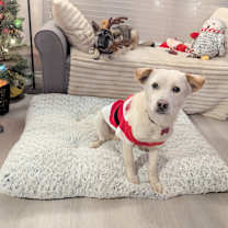 Thumbnail photo of Prince #1