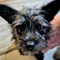 Thumbnail photo of Ava #1