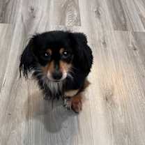 Thumbnail photo of Neeko #1