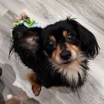 Thumbnail photo of Neeko #2