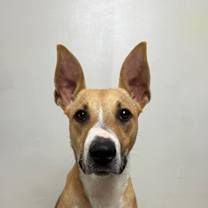 Thumbnail photo of Callie #2