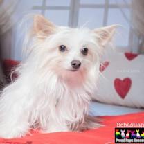 Thumbnail photo of Sebastian #3