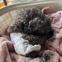 Thumbnail photo of Brownie #4