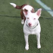 Thumbnail photo of Juniper the Dog #2