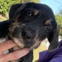 Thumbnail photo of Fettucine #1