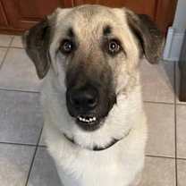 Thumbnail photo of Charlie looking for my family #4