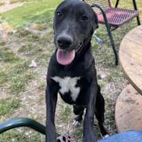 Thumbnail photo of Josie #1