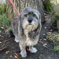 Thumbnail photo of Puff the Magic Dragon #1