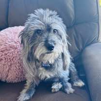 Thumbnail photo of Puff the Magic Dragon #3