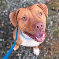 Thumbnail photo of Benji #4