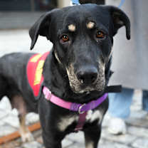 Thumbnail photo of Nico Hischier #1