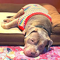 Thumbnail photo of Alice #4