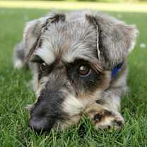 Thumbnail photo of Malcom #4