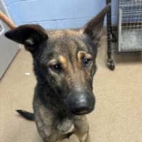 Thumbnail photo of Saddle #1