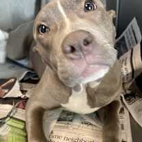 Thumbnail photo of Brock #2