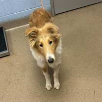 Thumbnail photo of Posey -ADOPTED! #2