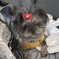 Thumbnail photo of Lola #1