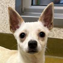 Thumbnail photo of Sugar #1