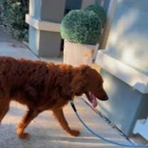 Thumbnail photo of Brownie #3