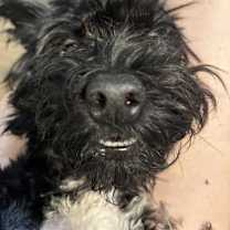 Thumbnail photo of Oreo #1