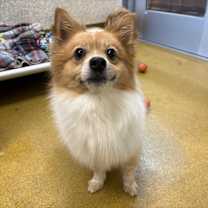 Thumbnail photo of Snickerdoodle #2