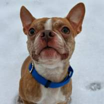 Thumbnail photo of Bugsy #4