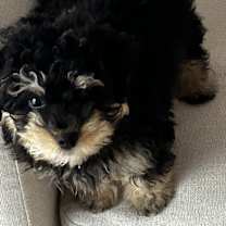 Thumbnail photo of Shiloh #2