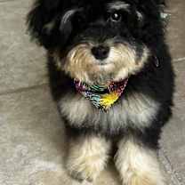 Thumbnail photo of Shiloh #4