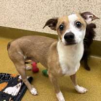 Thumbnail photo of Gingerbread #2