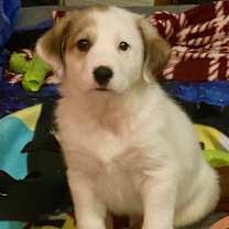 Thumbnail photo of Bob #1