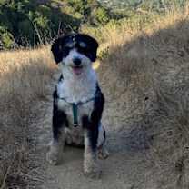 Thumbnail photo of Darbina #1