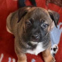 Thumbnail photo of Carter 21982 #1