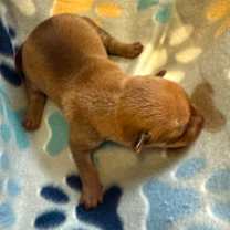 Thumbnail photo of Charlie 21981 #2