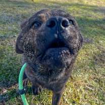 Thumbnail photo of Bengal #4