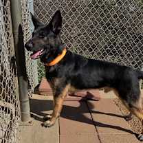 Thumbnail photo of Bucky #1